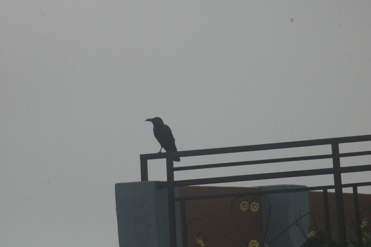 Large-billed Crow - ML591636861