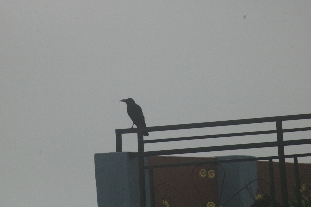 Large-billed Crow - ML591636871