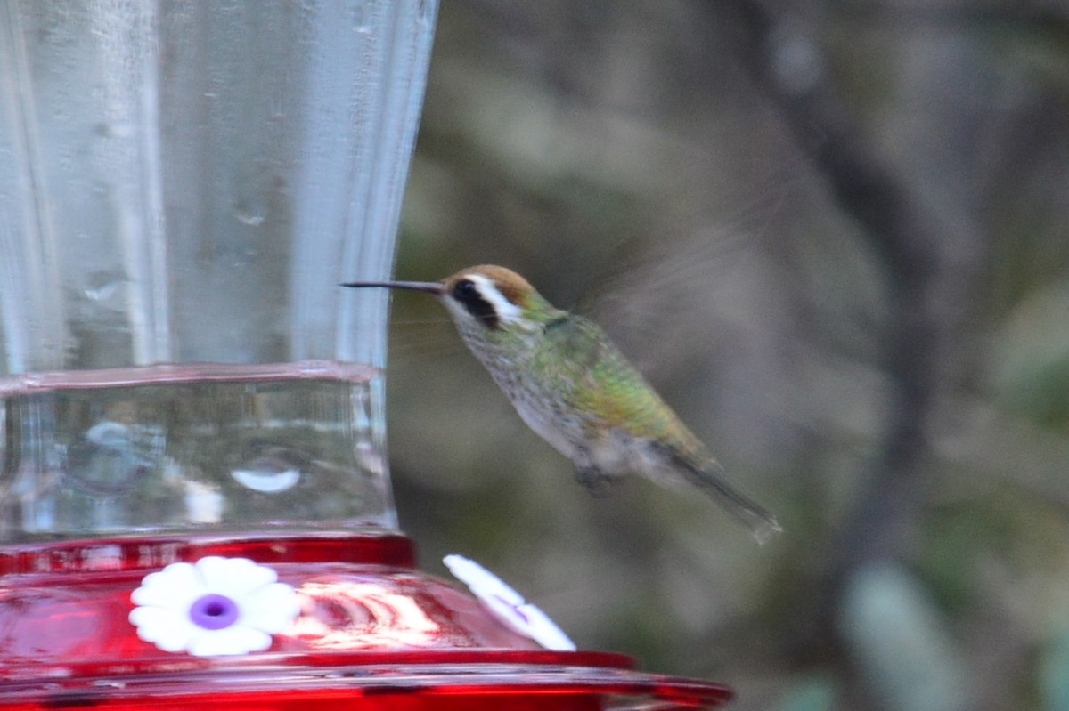 White-eared Hummingbird - ML591637221