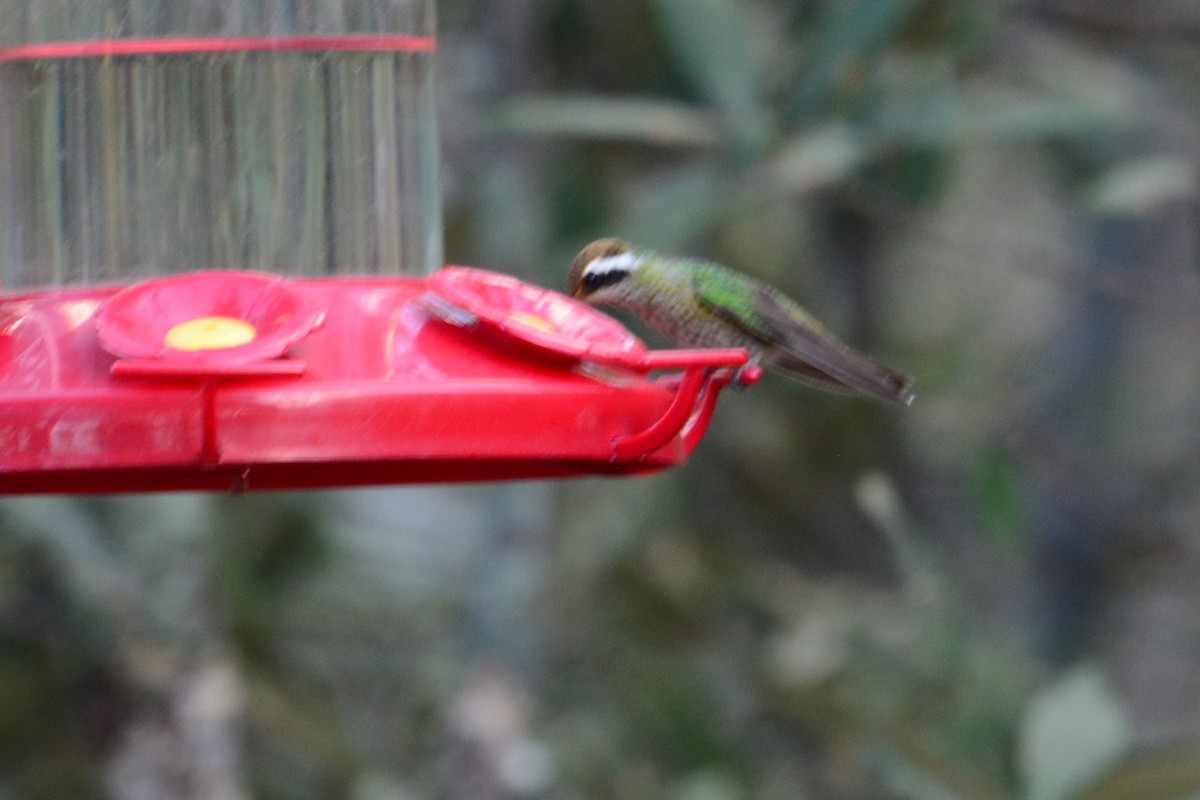 kolibřík bělouchý - ML591637241