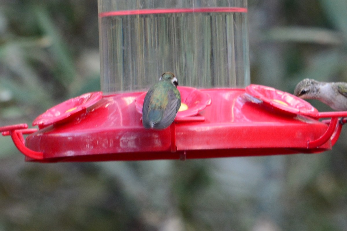 Colibrí Orejiblanco - ML591637251