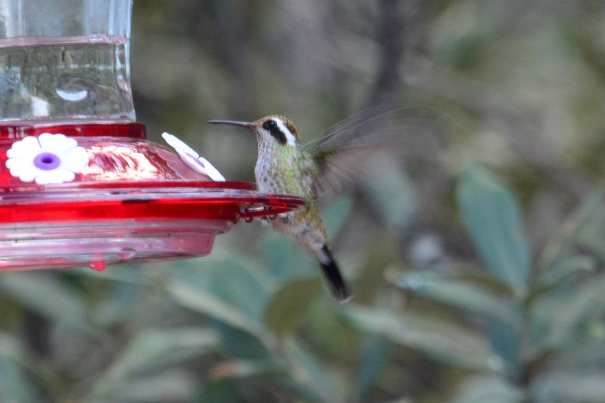 White-eared Hummingbird - ML591637271