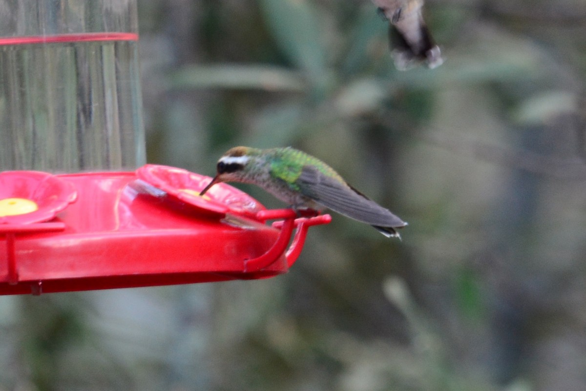 White-eared Hummingbird - ML591637281