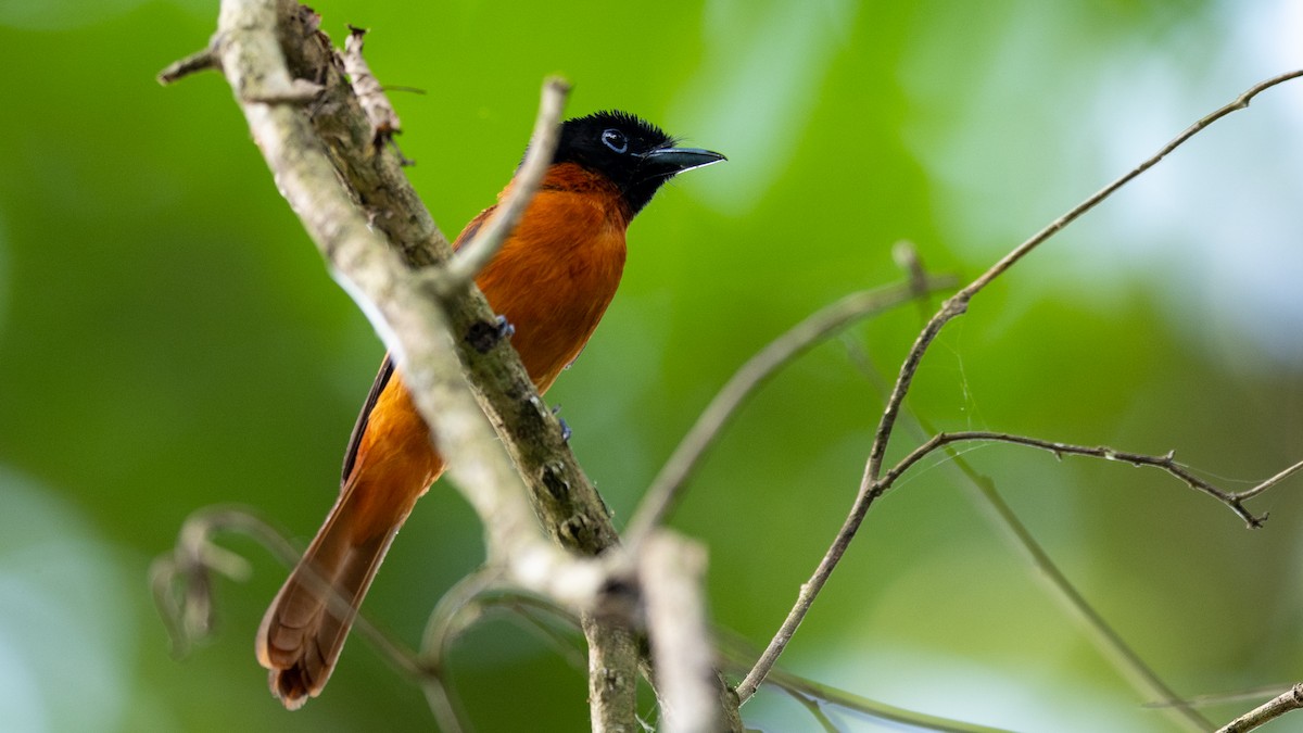 Black-headed Paradise-Flycatcher (Red-bellied) - Mathurin Malby