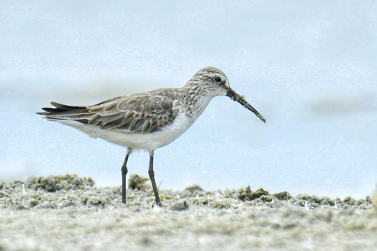 Curlew Sandpiper - ML591638371