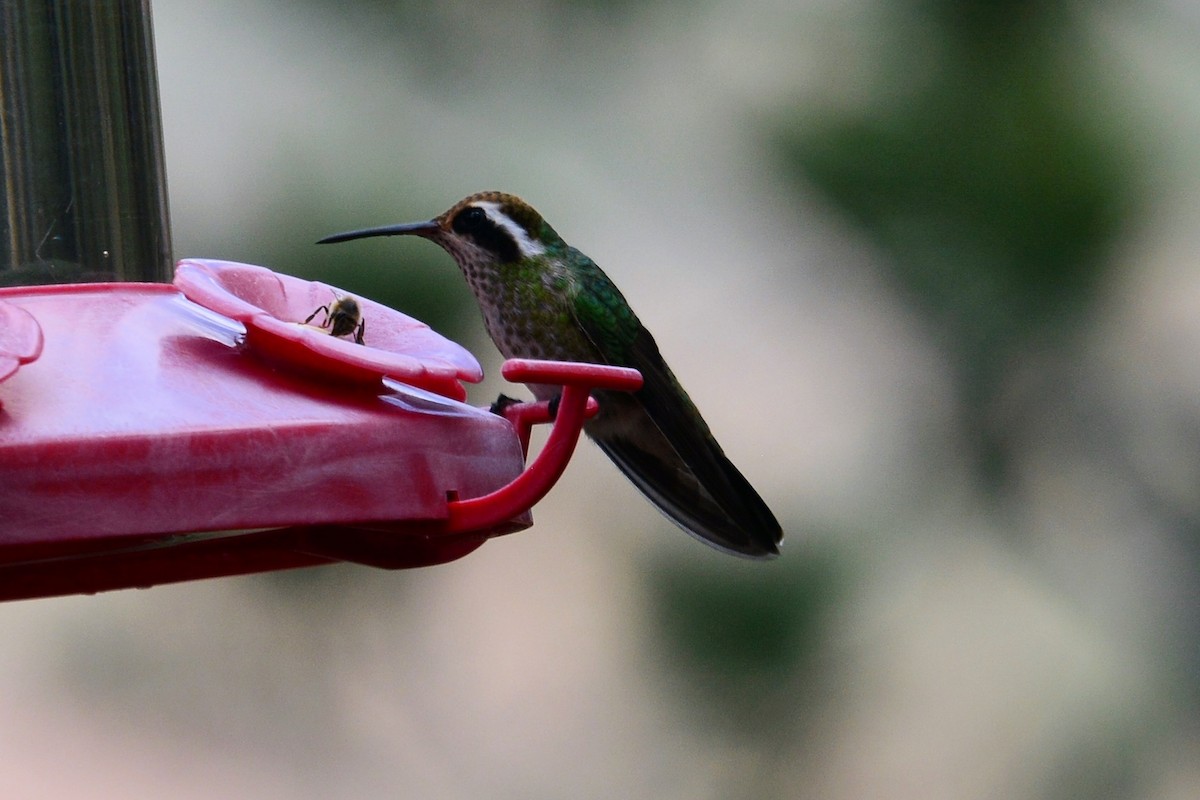 White-eared Hummingbird - ML591638861