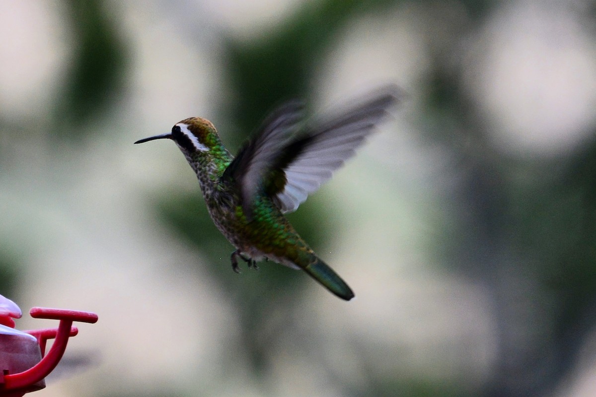 White-eared Hummingbird - ML591638871