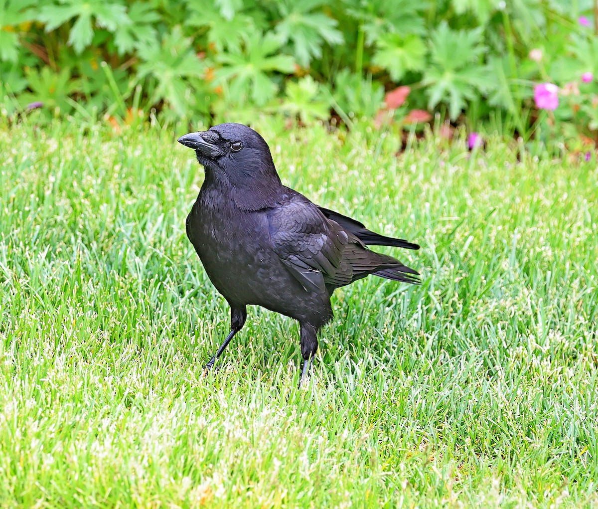 American Crow - ML591639081