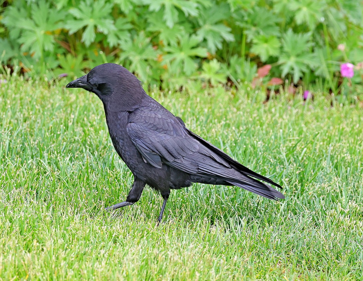 American Crow - ML591639091