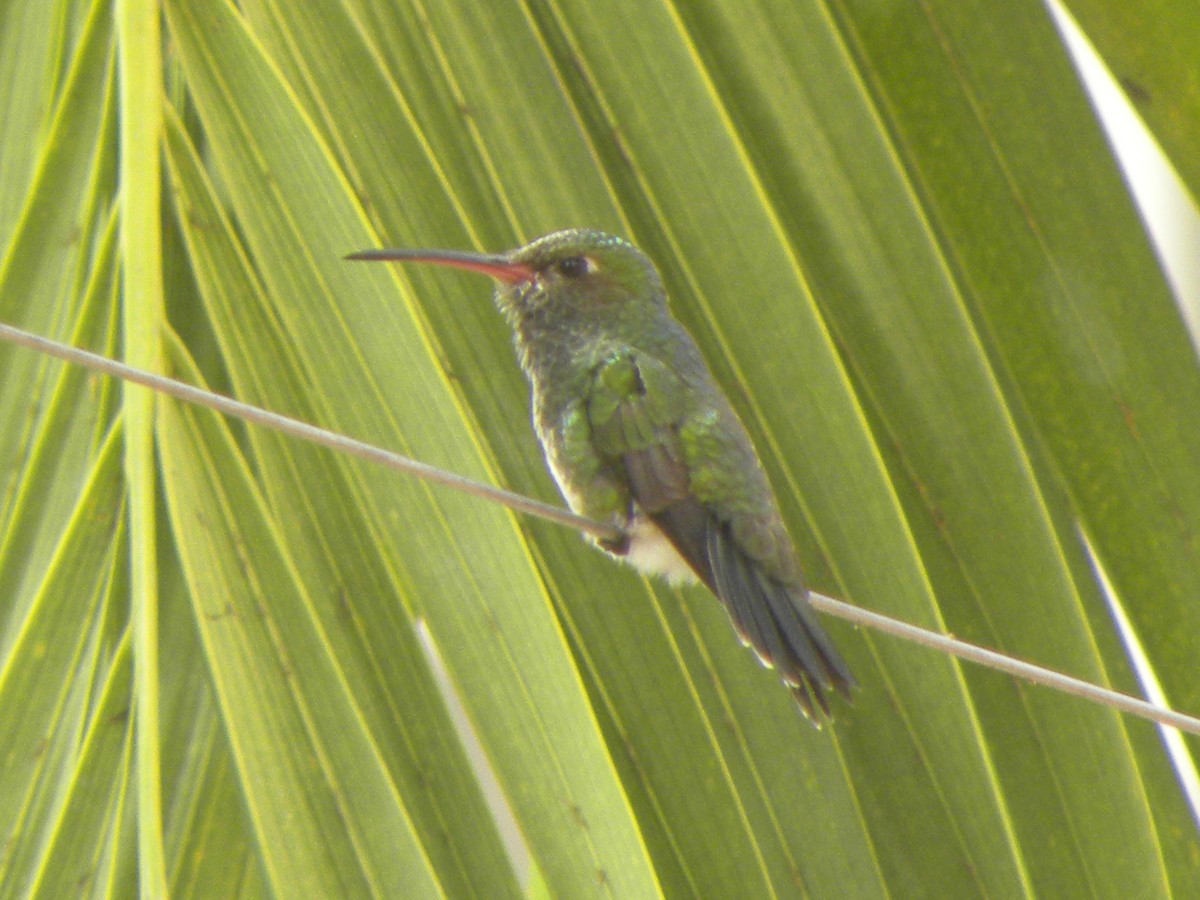 Glittering-throated Emerald - ML59163911