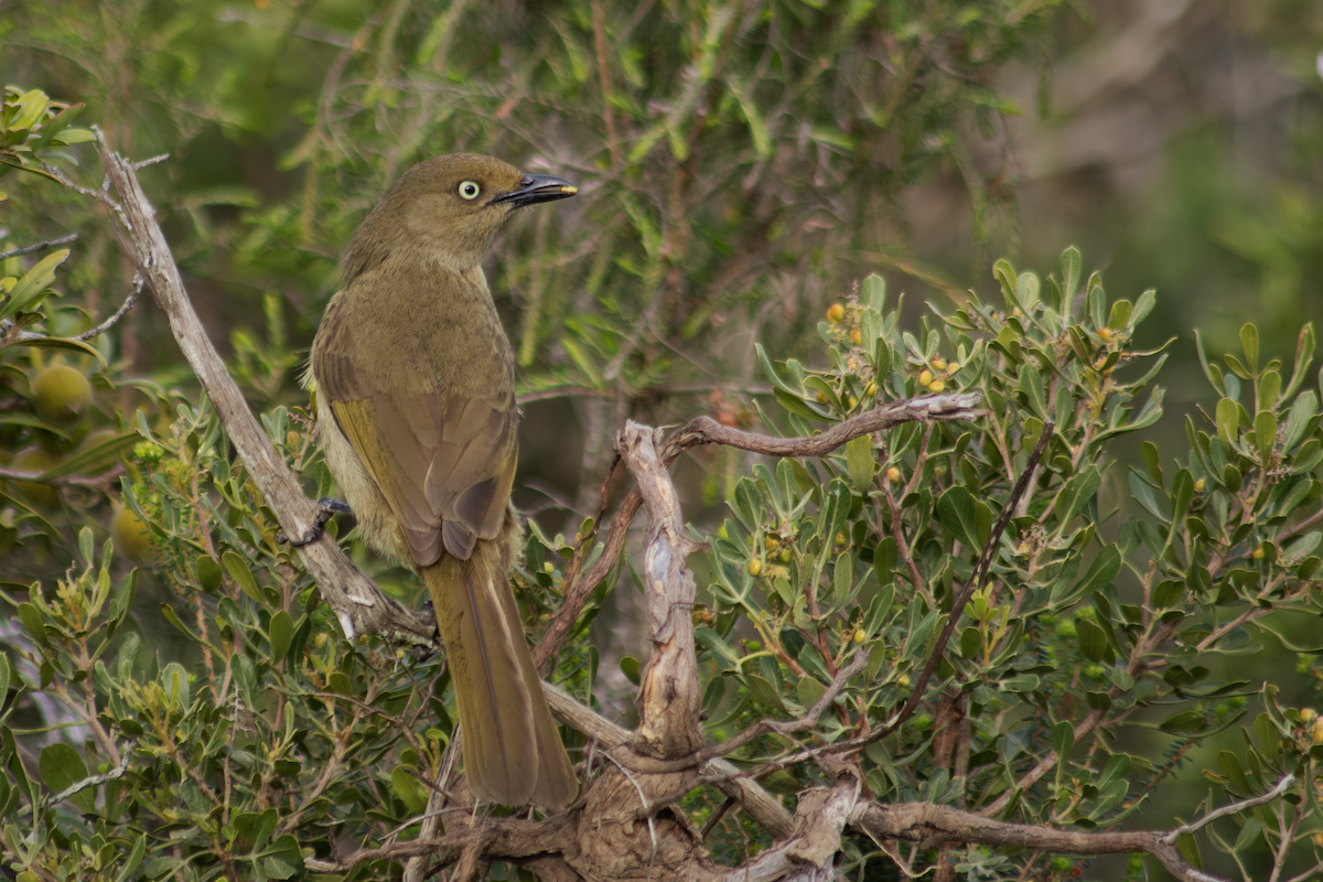 Sombre Greenbul - ML591639241