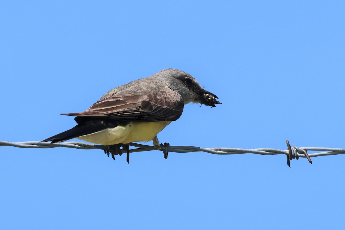 Western Kingbird - ML591639321