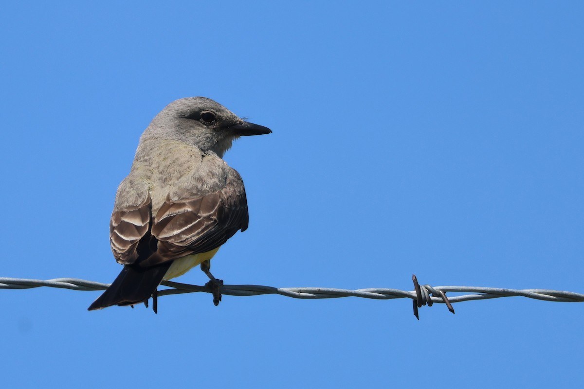 Western Kingbird - ML591639331