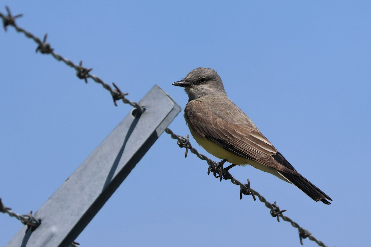 Western Kingbird - ML591639341