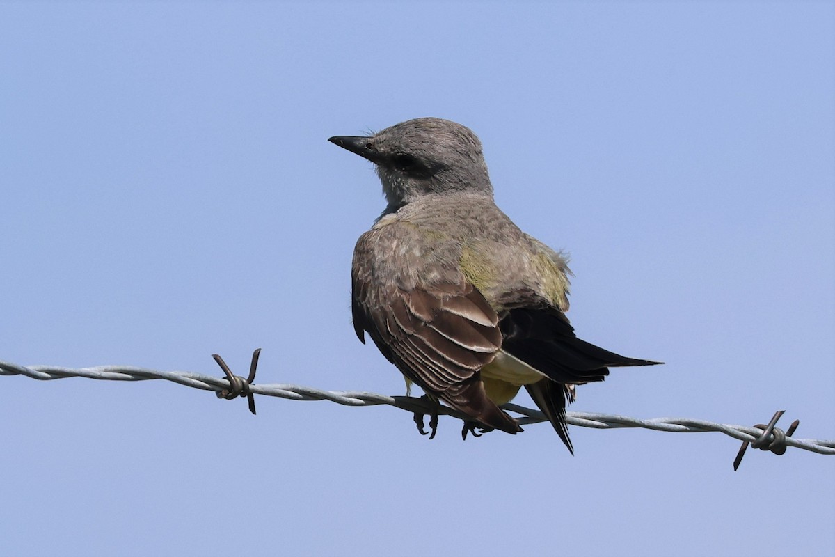 Western Kingbird - ML591639351