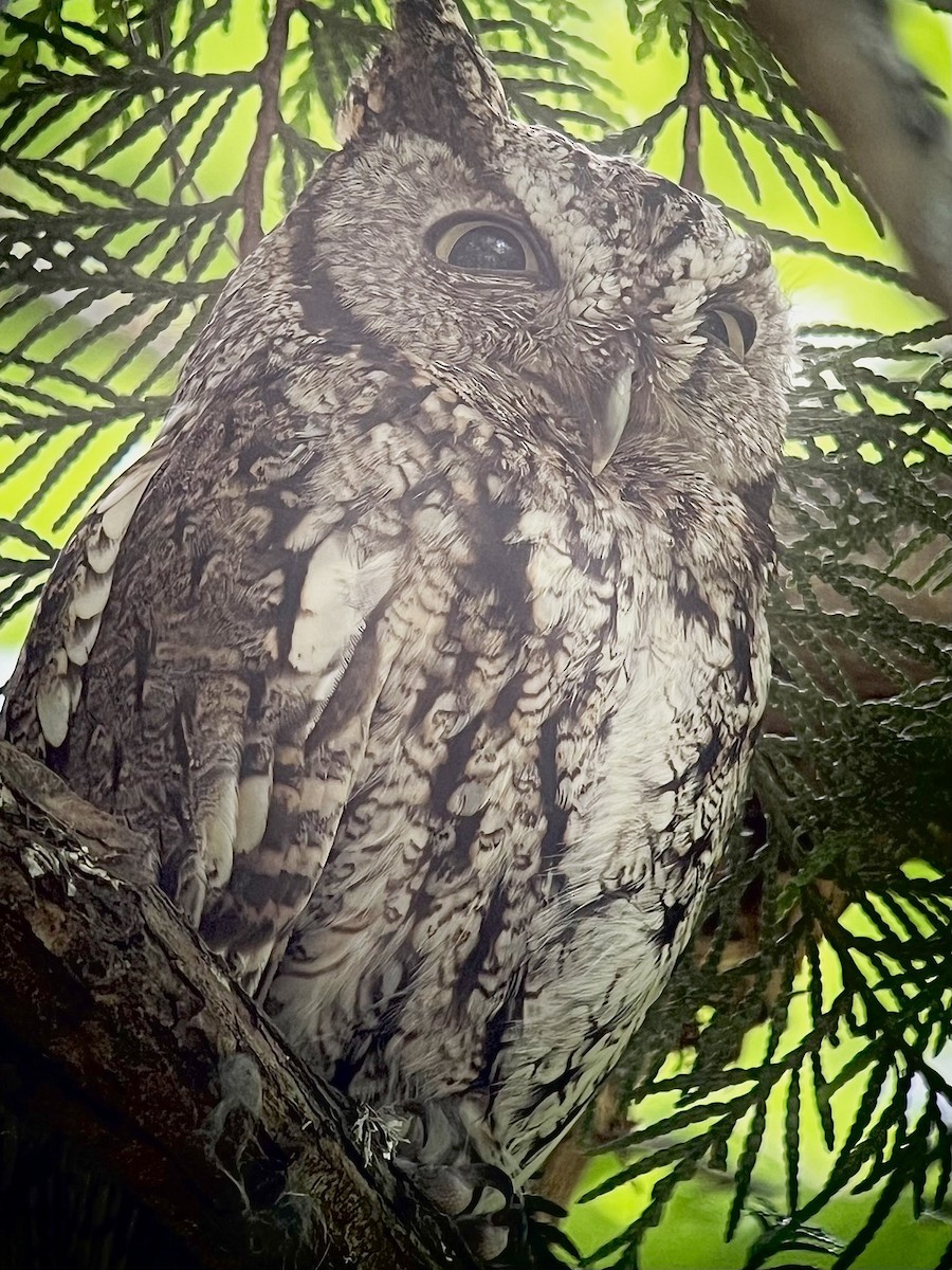 Western Screech-Owl - ML591639411