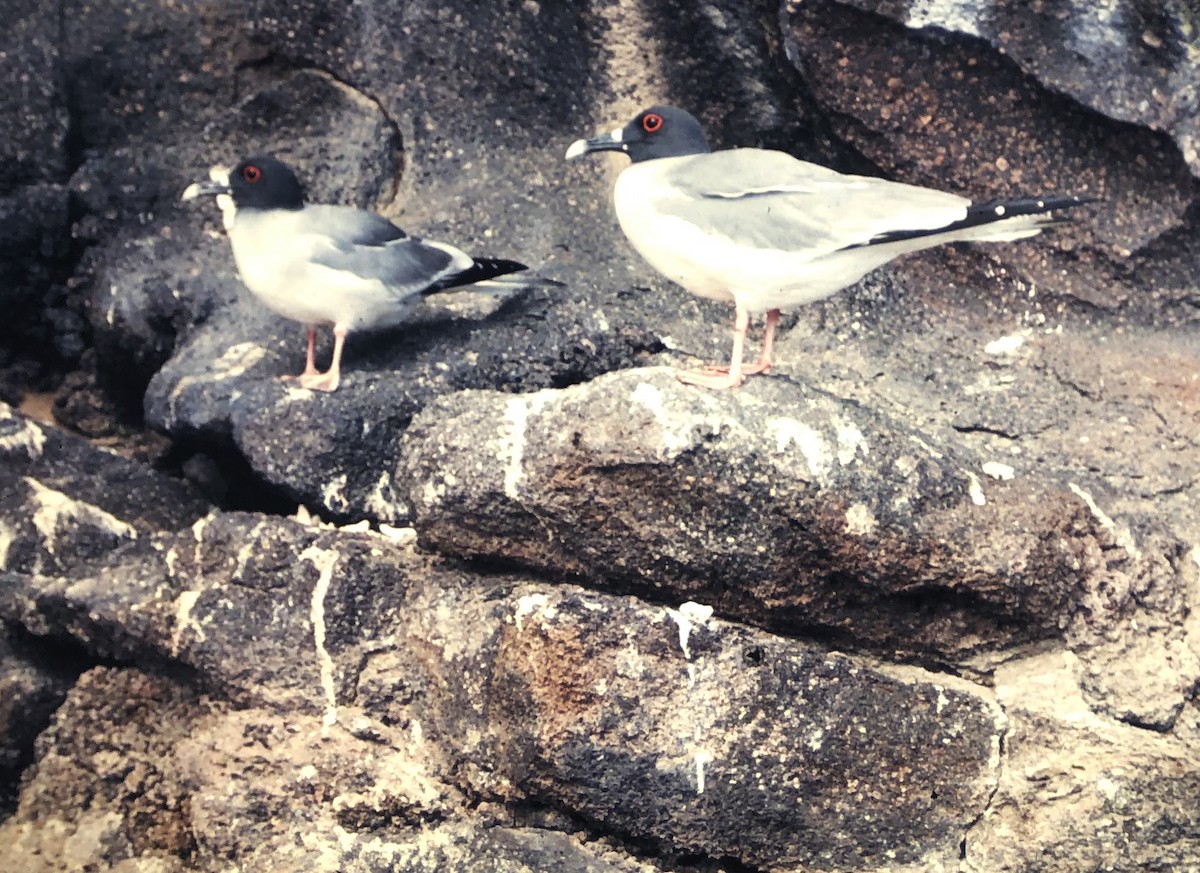 Swallow-tailed Gull - ML591639641