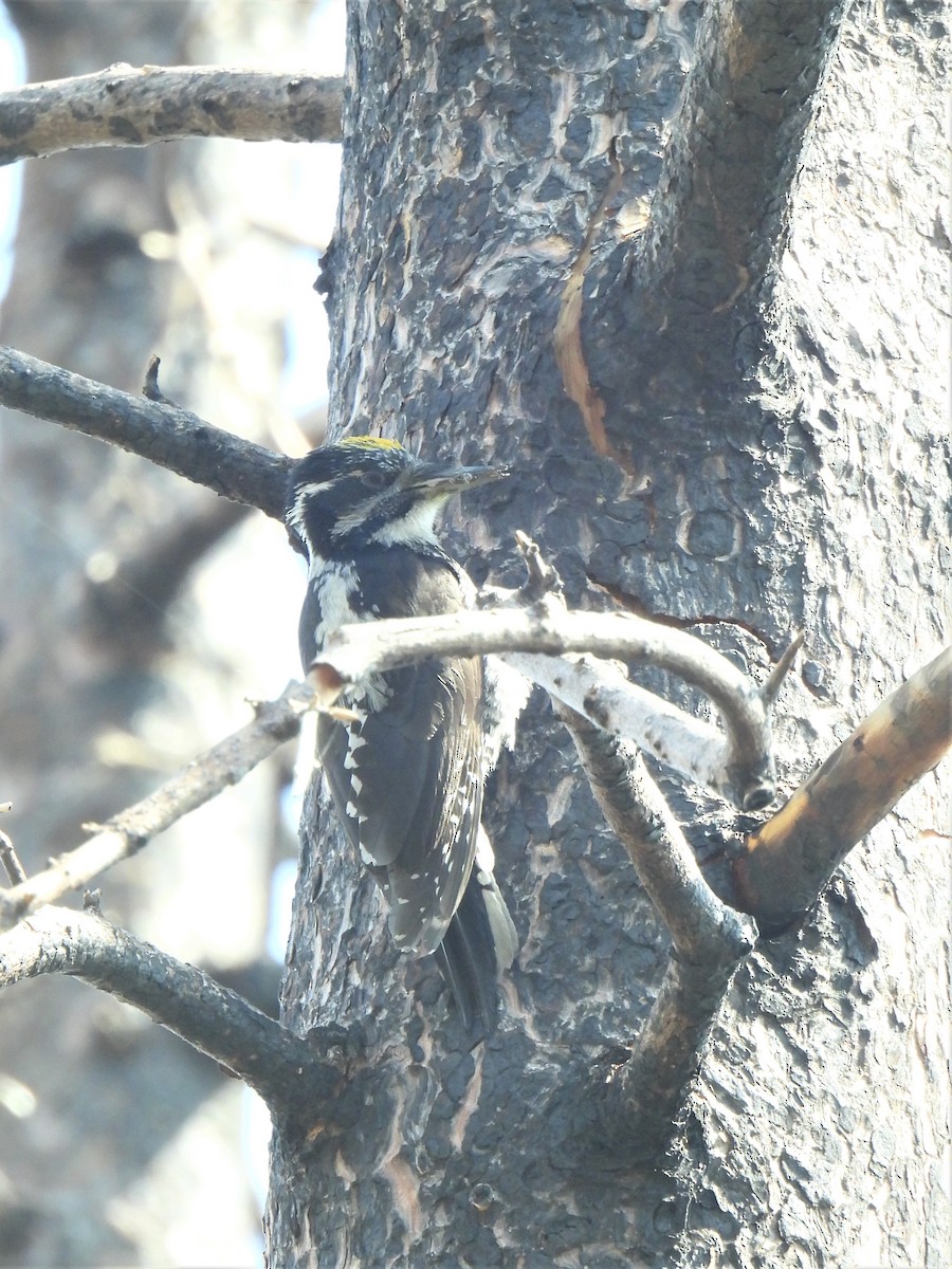 Amerika Üç Parmaklı Ağaçkakanı (dorsalis) - ML591639711