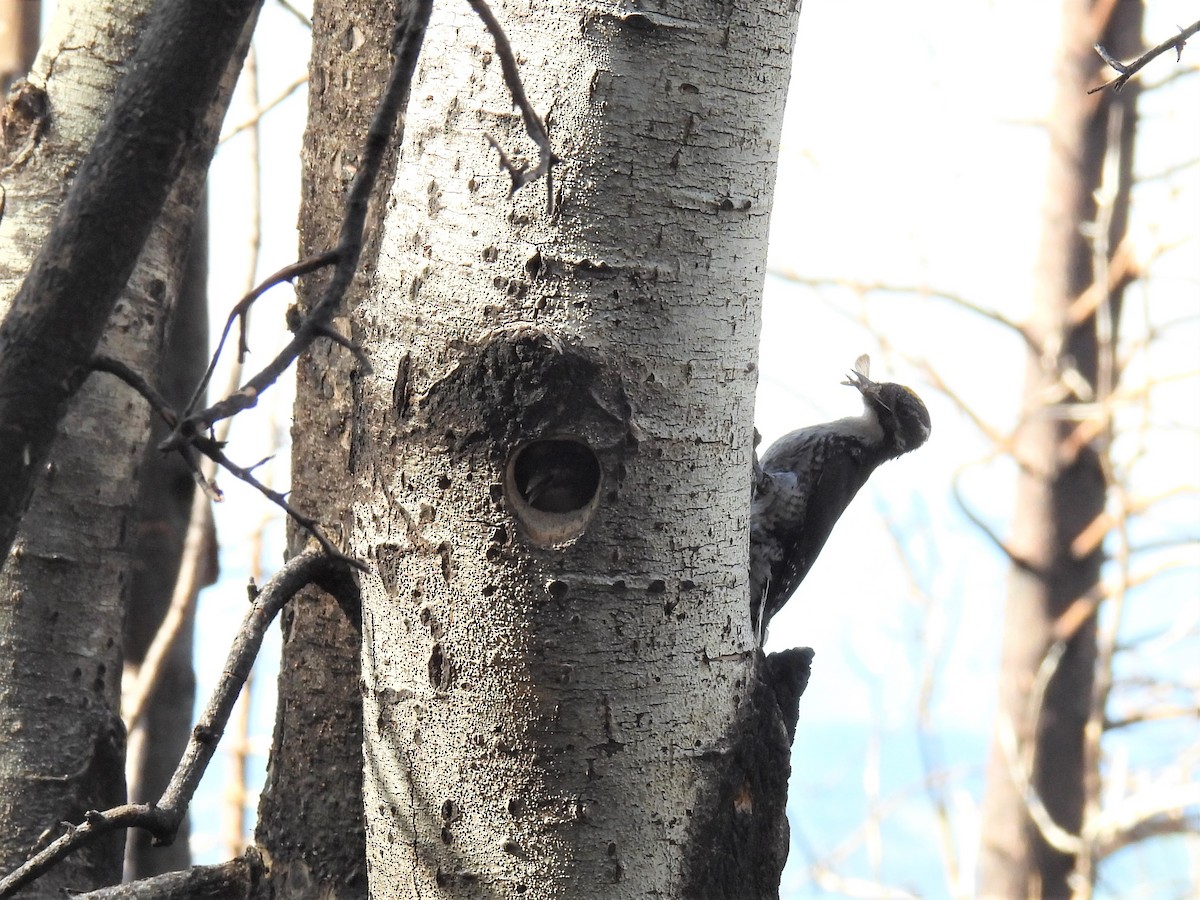 American Three-toed Woodpecker (Rocky Mts.) - ML591639721