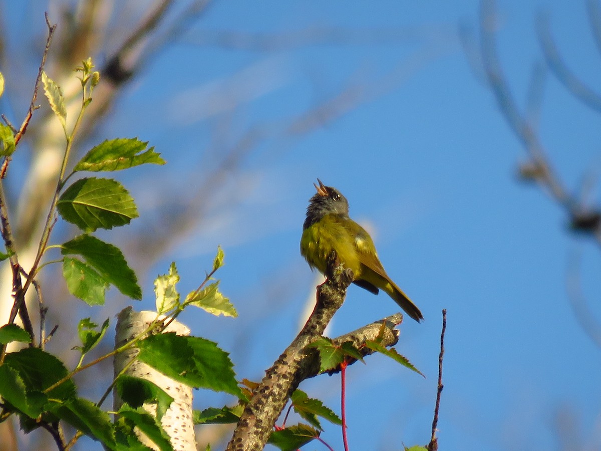 MacGillivray's Warbler - ML591640481