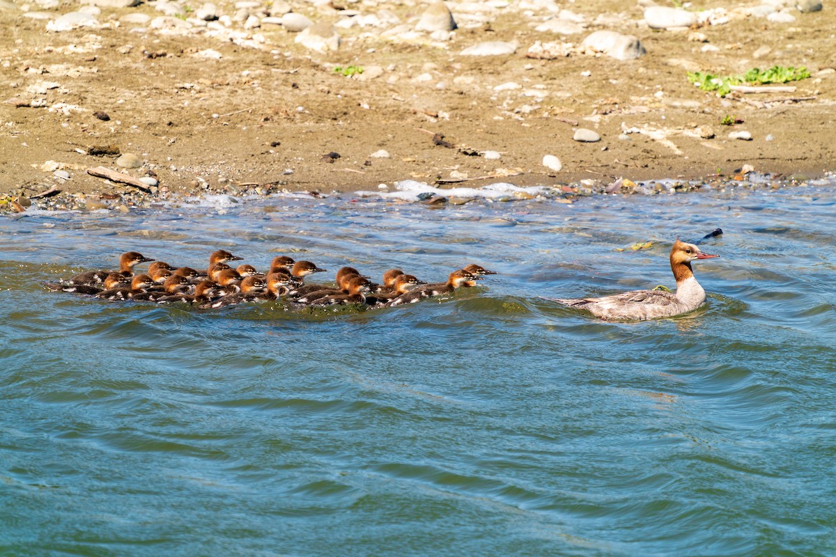 Common Merganser - L Lang