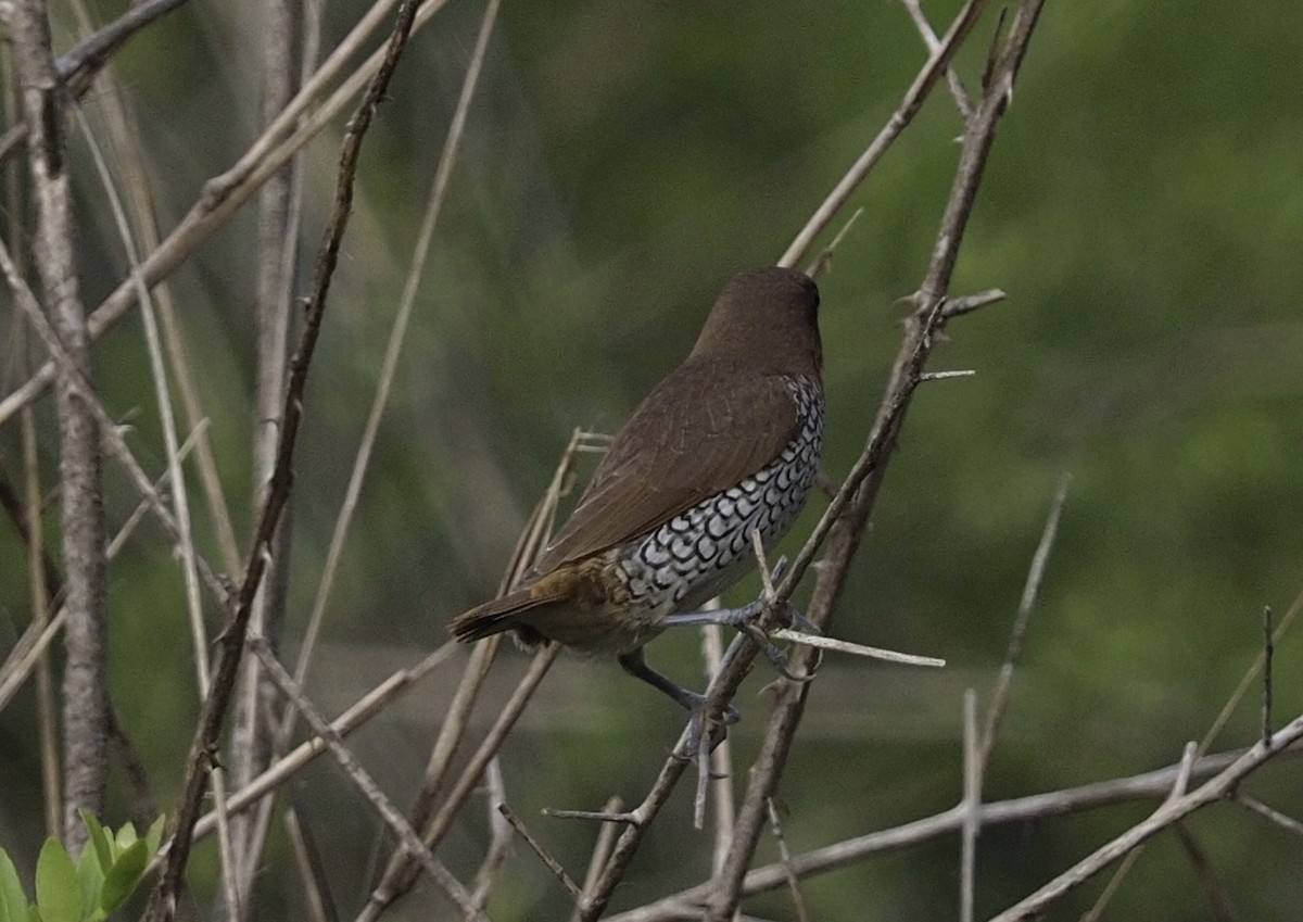 Scaly-breasted Munia - ML591640881