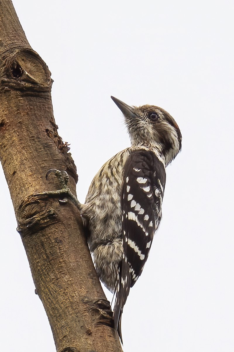 Gray-capped Pygmy Woodpecker - ML591641691