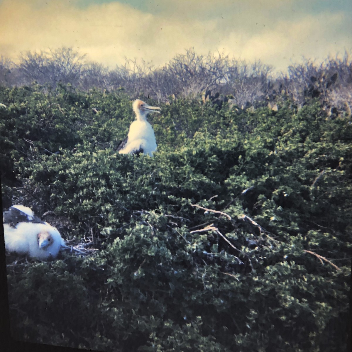 Great Frigatebird - ML591641791