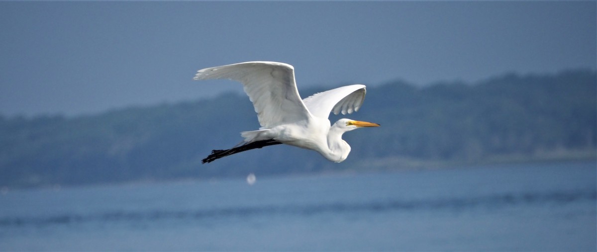 Great Egret - Mark Obmascik