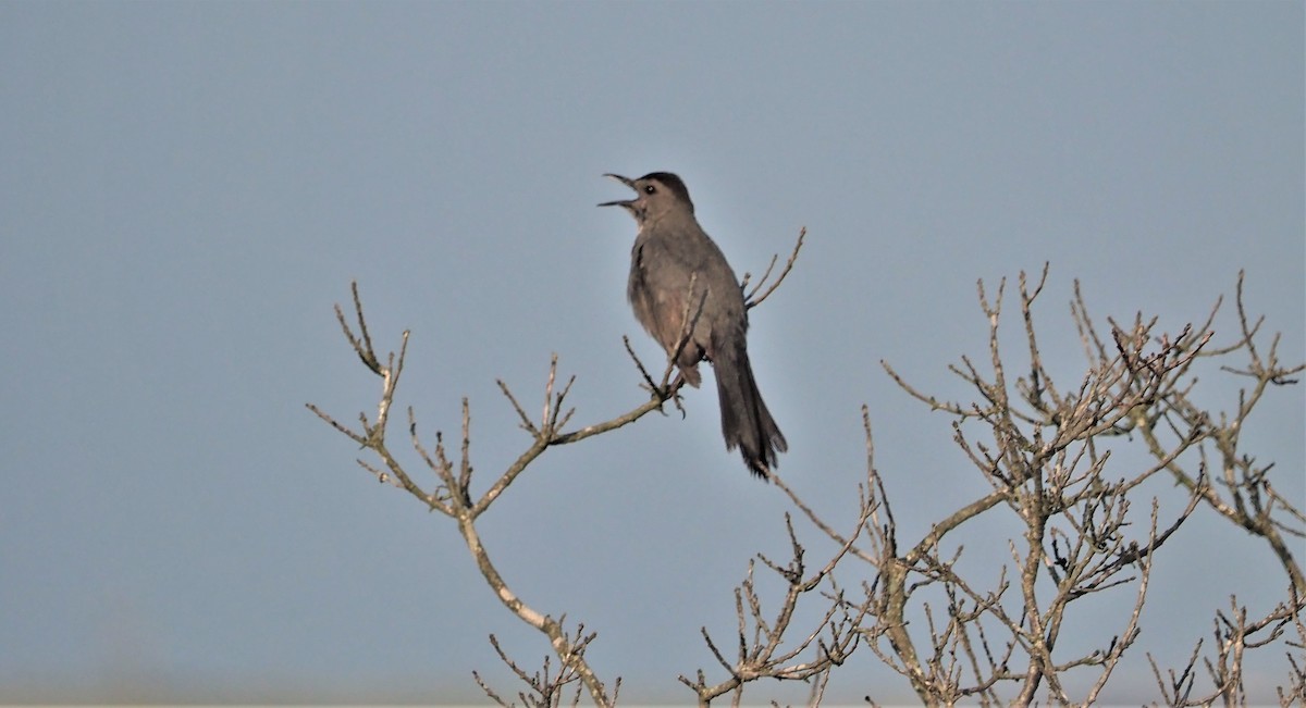 Gray Catbird - Mark Obmascik