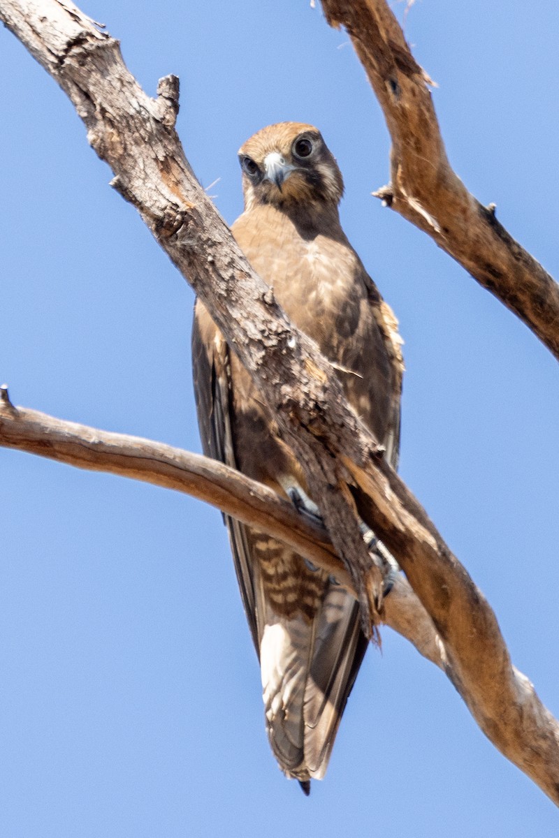 Brown Falcon - ML591642421