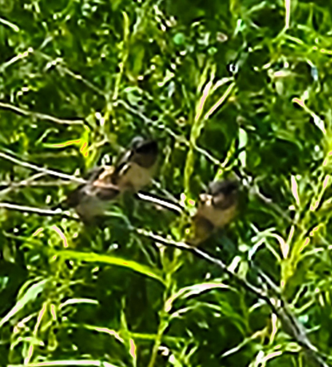 Barn Swallow - Terry Ansel