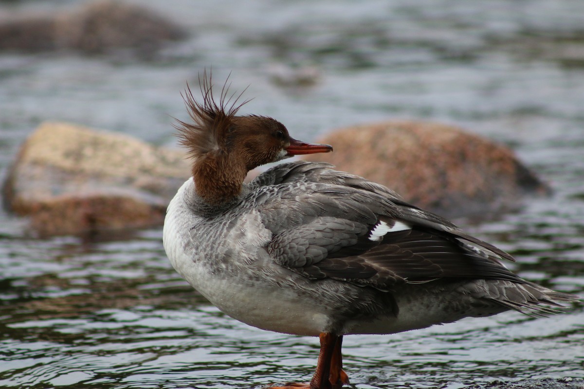 Common Merganser - ML591642621