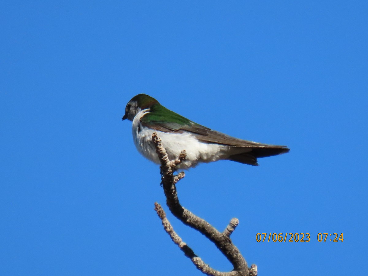 Violet-green Swallow - ML591642651