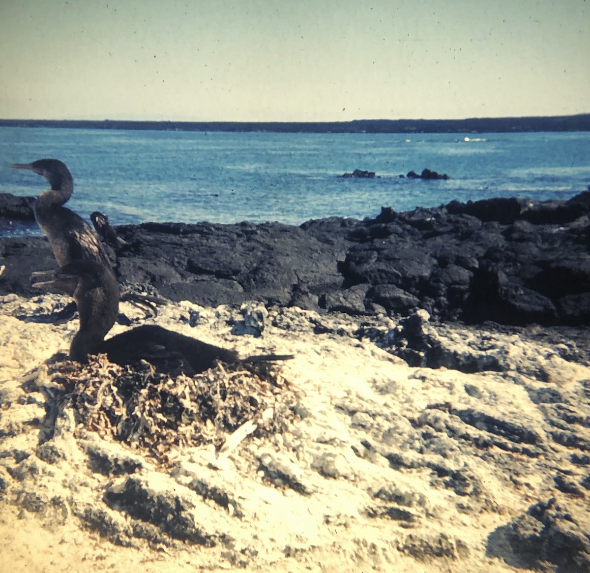 Flightless Cormorant - ML591642771