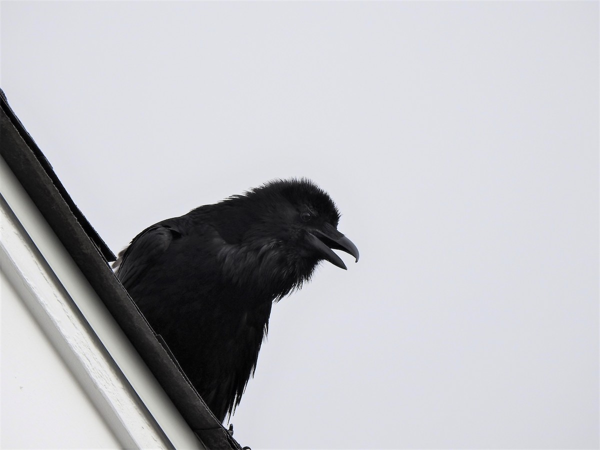 Common Raven - ML591644101