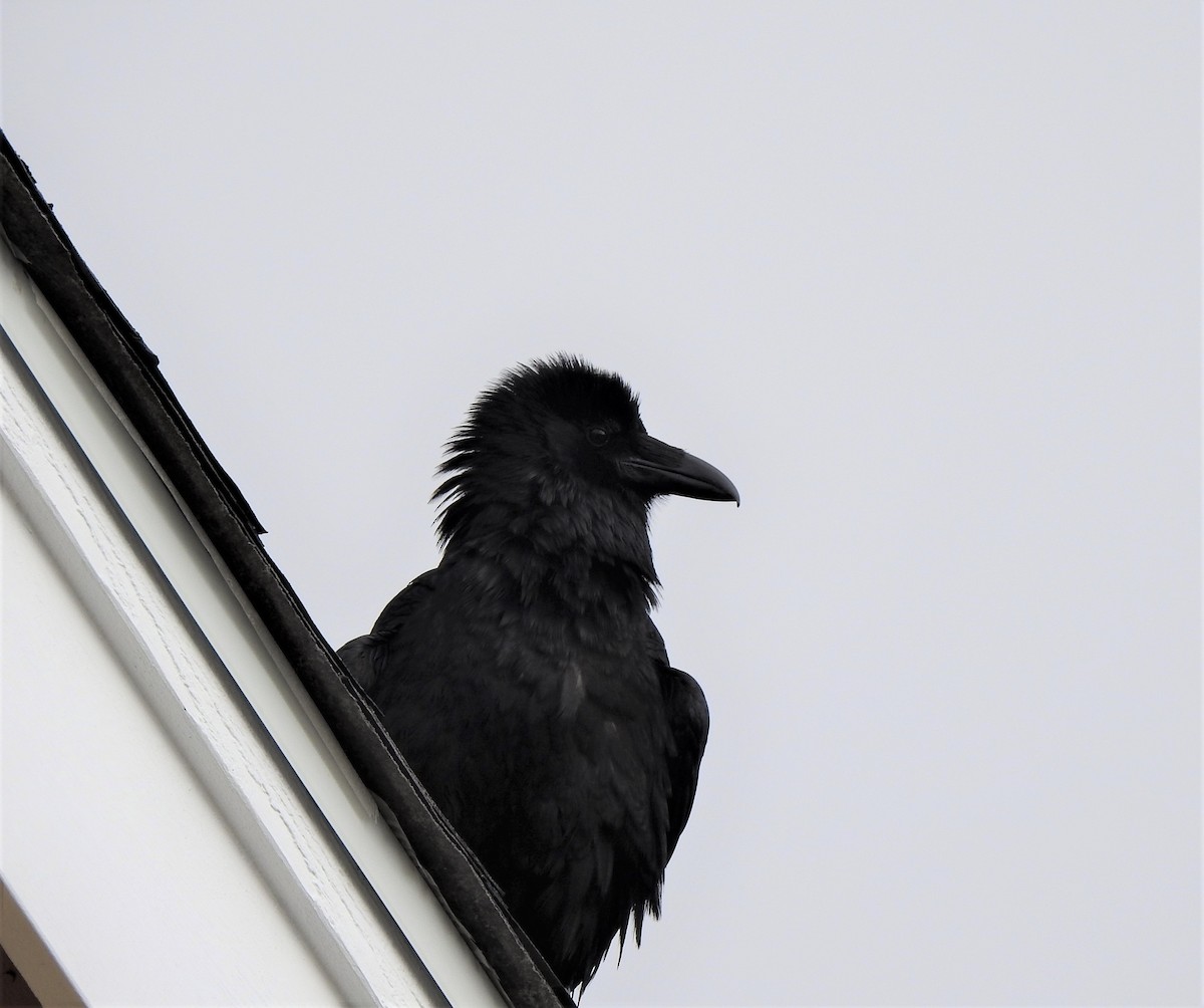 Common Raven - ML591644141