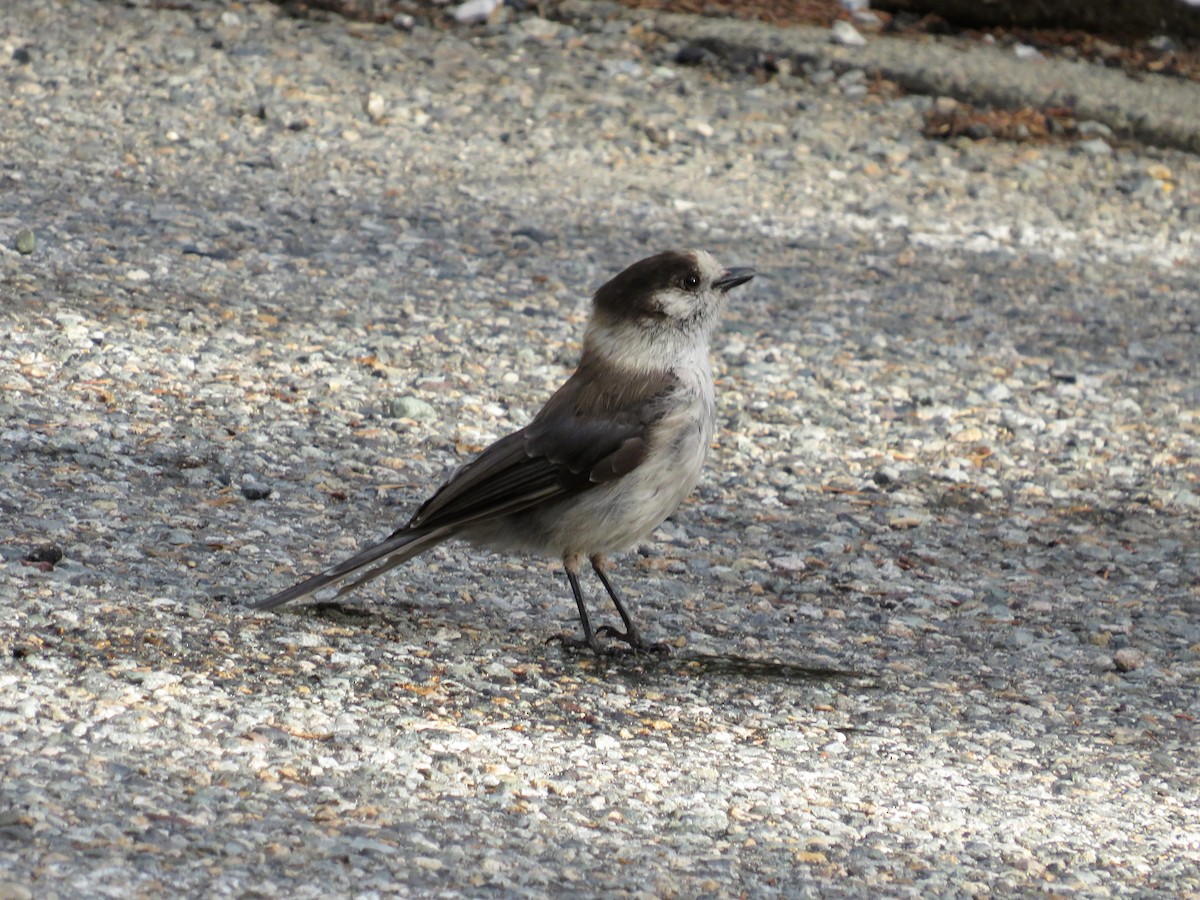 Canada Jay - David Poortinga