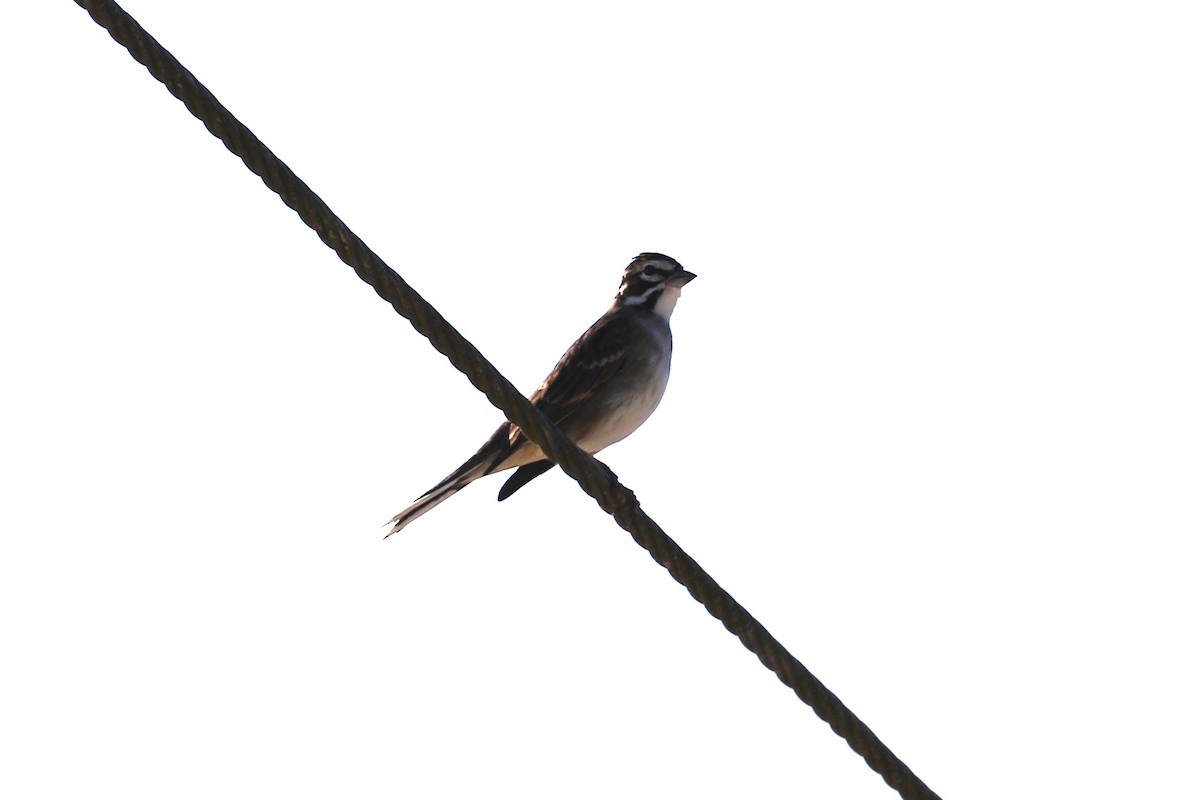 Lark Sparrow - ML591646571