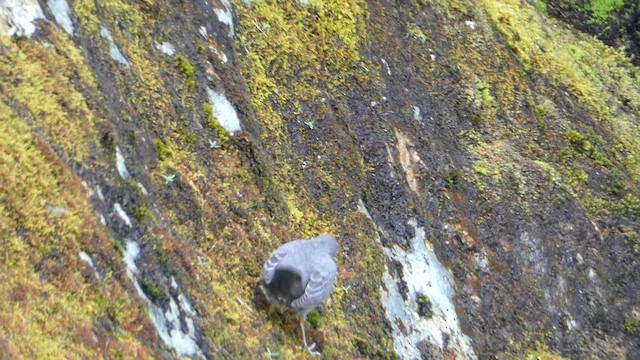 American Dipper - ML591649911