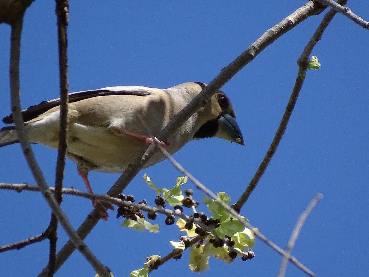 Hawfinch - ML591650081