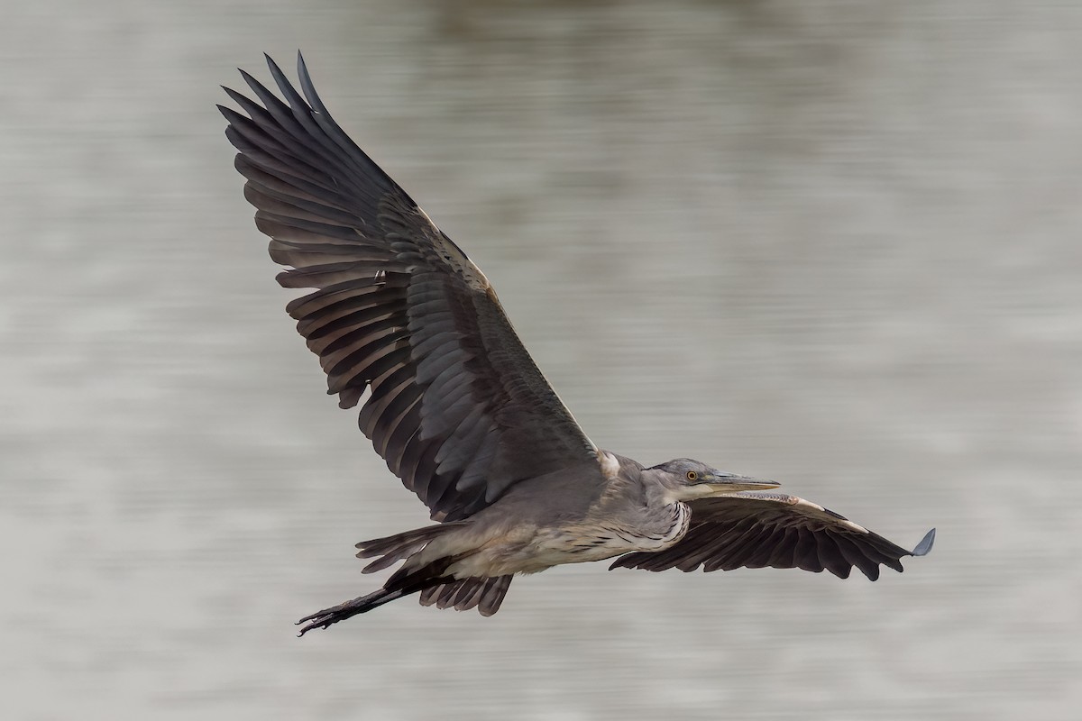 Gray Heron - ML591650501