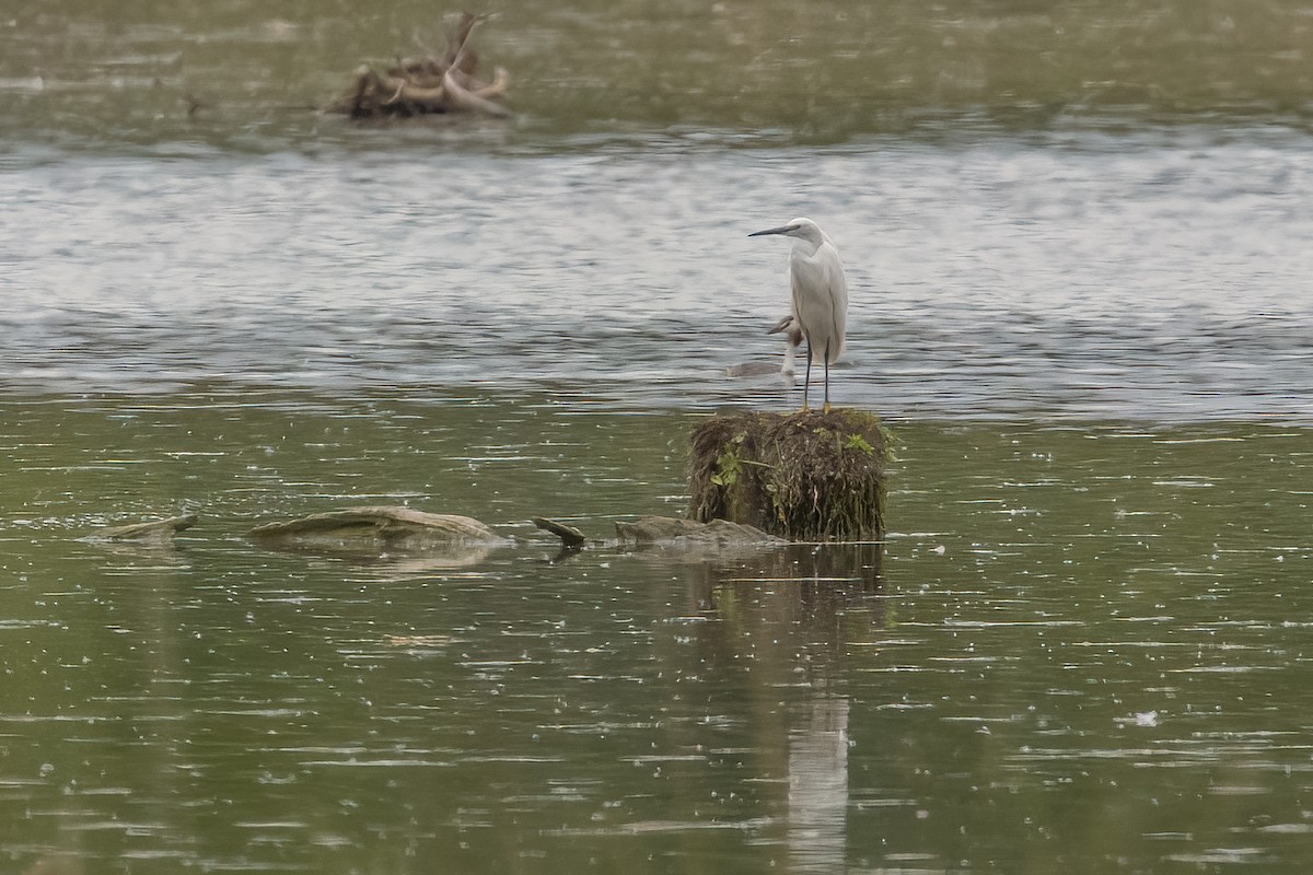 Little Egret - ML591650721