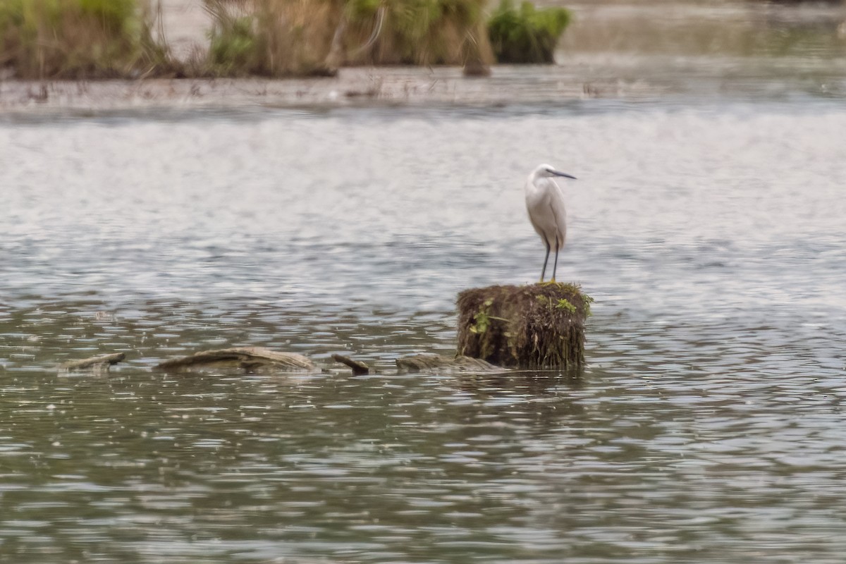 Little Egret - ML591650731