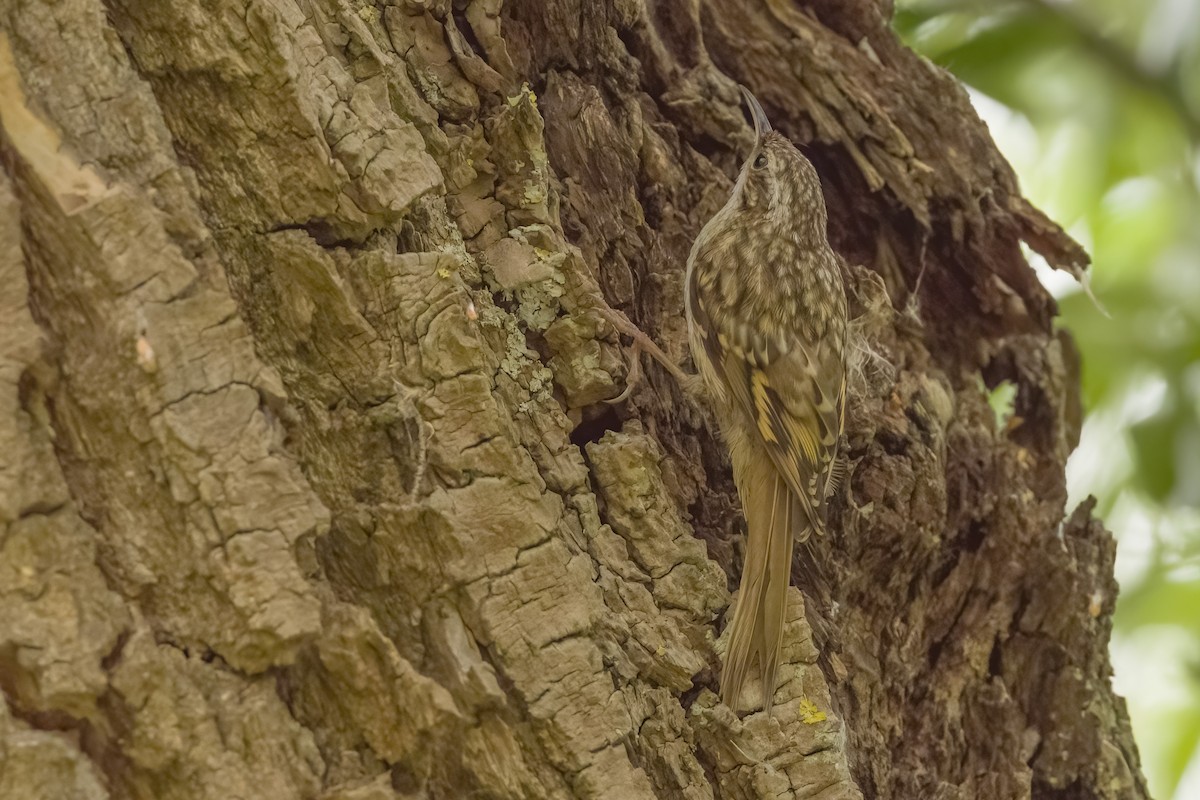 Short-toed Treecreeper - ML591651001