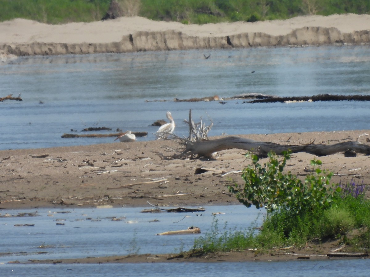 American White Pelican - ML591651331