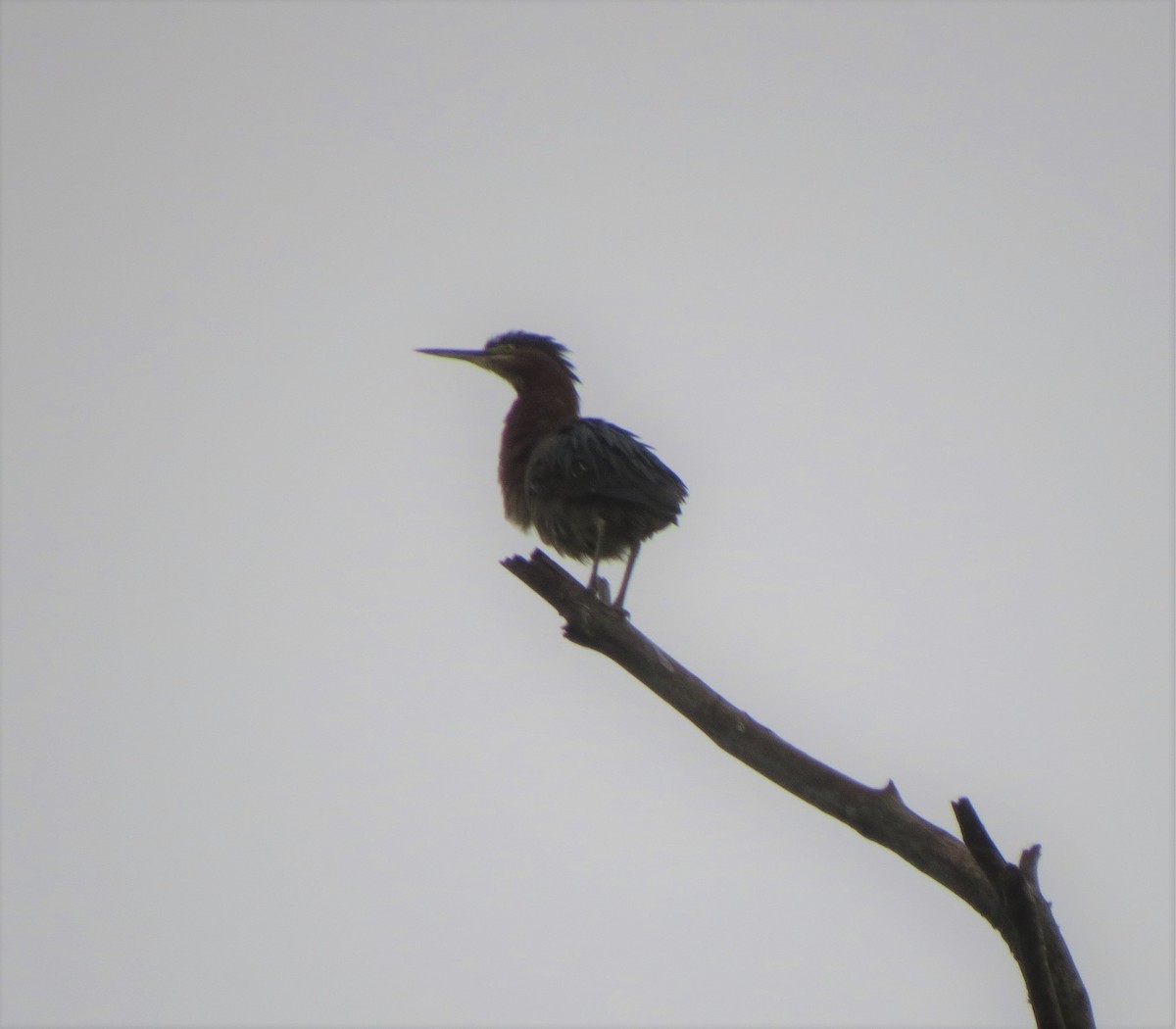 Green Heron - Kimberlie Dewey