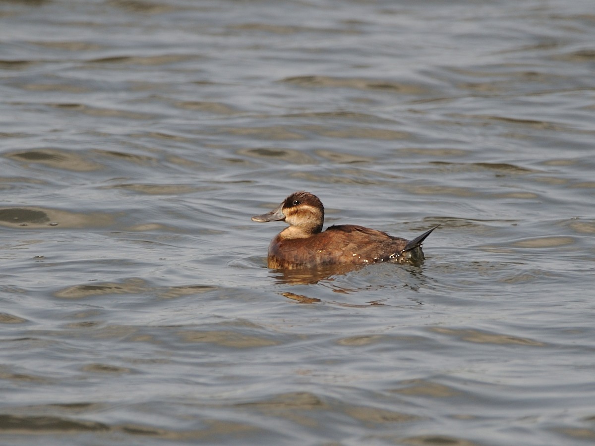 Ruddy Duck - Mirko Thüring