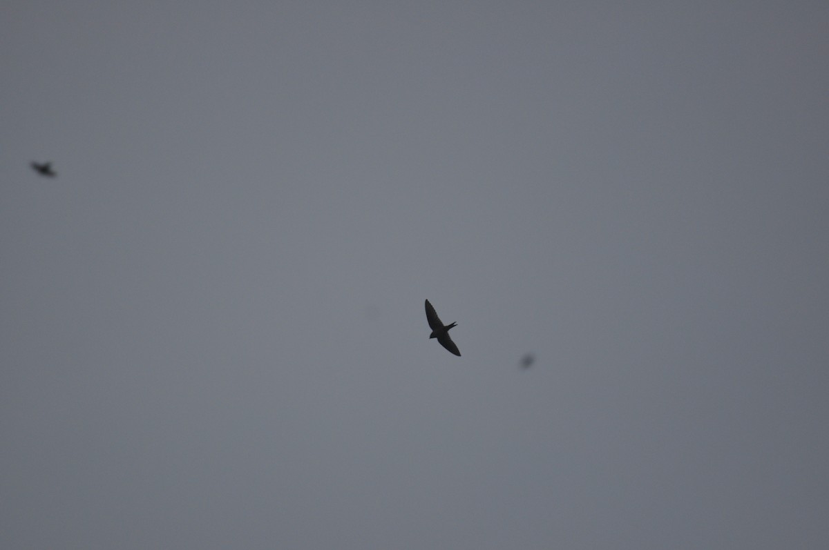 Purple Martin - ML591653691