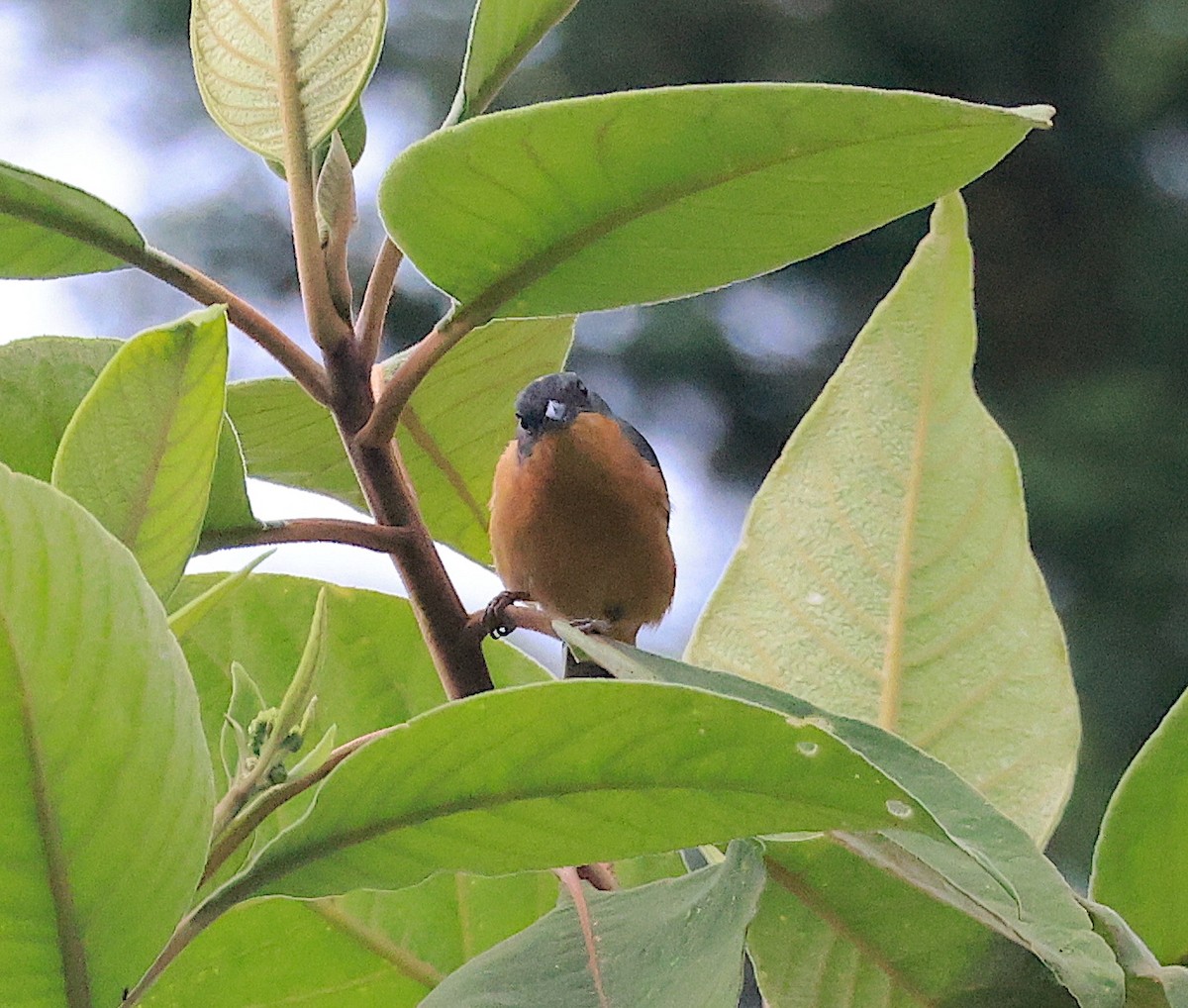 Rufous-crested Tanager - Mandy Talpas -Hawaii Bird Tours